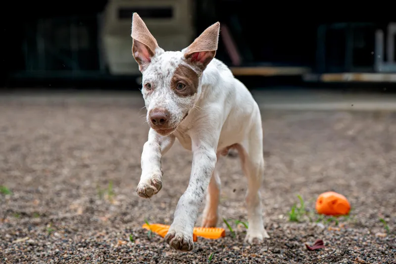 A baby large-sized male White / Cream German Shorthaired Pointer dog named Smokey for adoption in Red Wing, MN