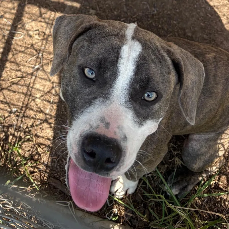 A young medium-sized female Mixed Breed dog named Hillary for adoption in Lake Jackson, TX