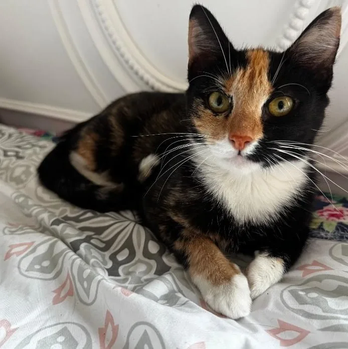 A young medium-sized female Calico cat named Kindred for adoption in Moriches, NY