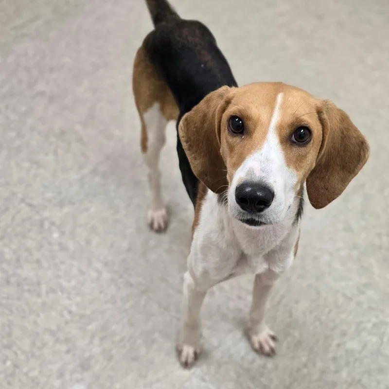 An adult medium-sized female Brown / Chocolate Hound dog named Alma for adoption in Chatham, VA