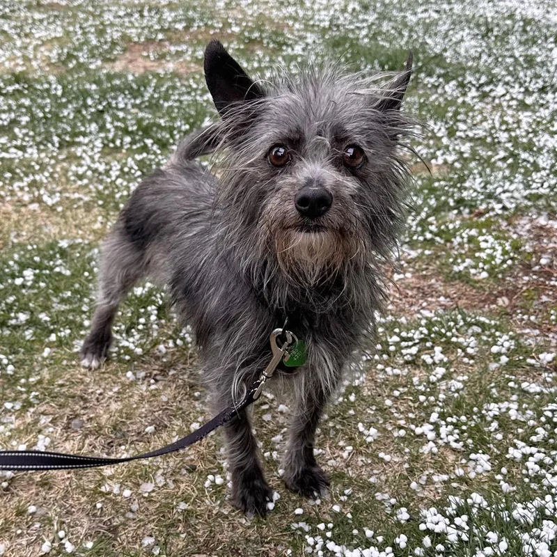 An adult small-sized female Black Mixed Breed dog named Orchid for adoption in Hailey, ID