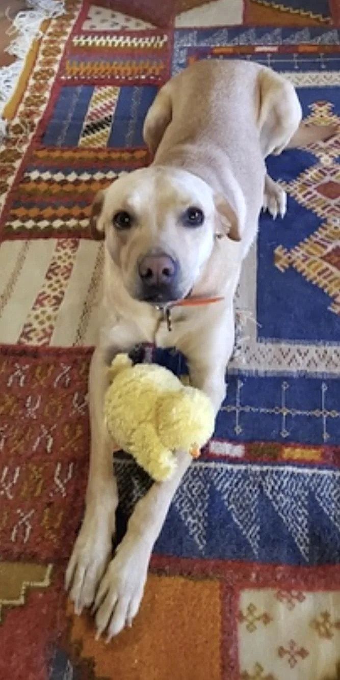 An adult large-sized male Apricot / Beige Labrador Retriever dog named Taco for adoption in Amherst, MA