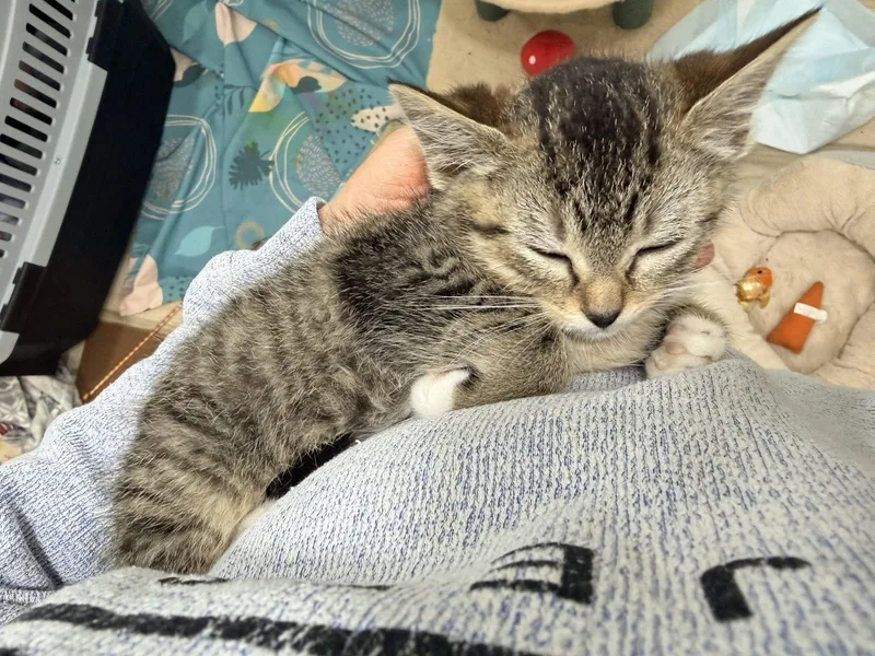 A baby medium-sized female Domestic Short Hair cat named Tulip for adoption in Spring Lake, NJ
