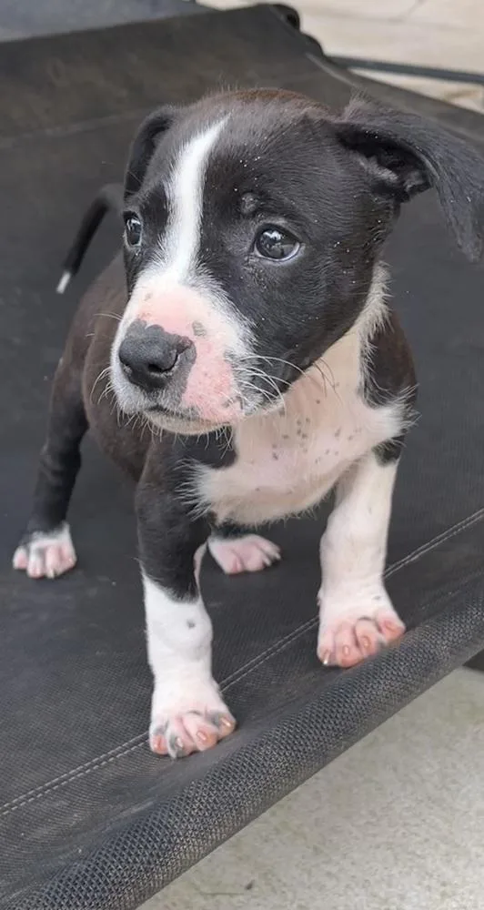 A baby medium-sized female American Bulldog dog named LilyPad “Lily” for adoption in Gillsville, GA