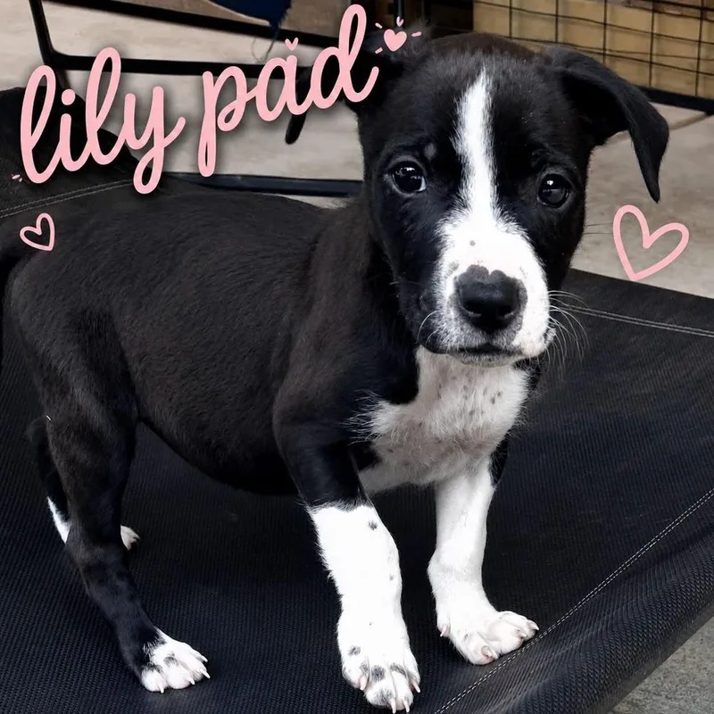 LilyPad “Lily” thumbnail 2