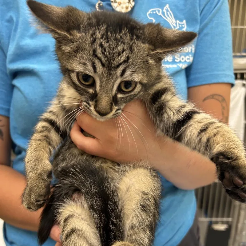 A baby small-sized male Brown / Chocolate Domestic Medium Hair cat named Bucatini for adoption in Dover, NH