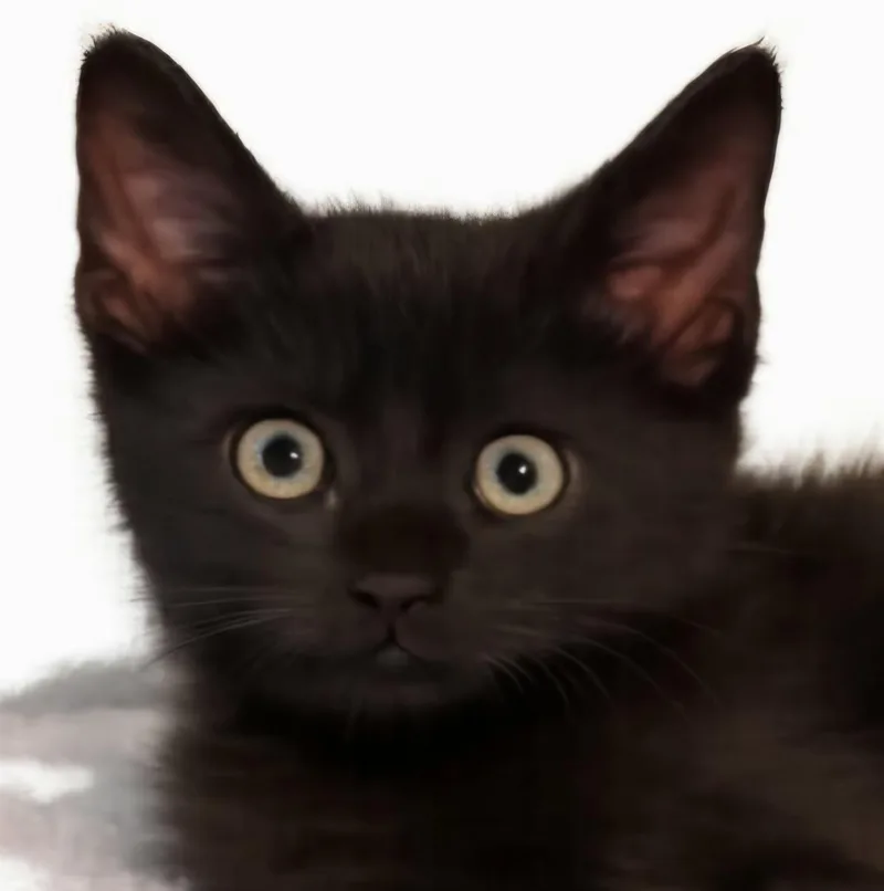A baby medium-sized male Black Domestic Short Hair cat named Joaquin for adoption in Newport, TN