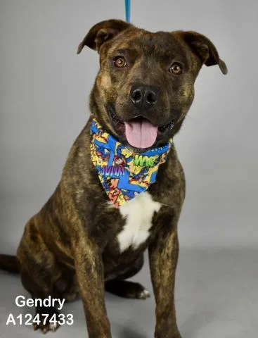 A young medium-sized male Pit Bull Terrier dog named Gendry for adoption in Bakersfield, CA
