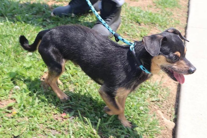 Bruno