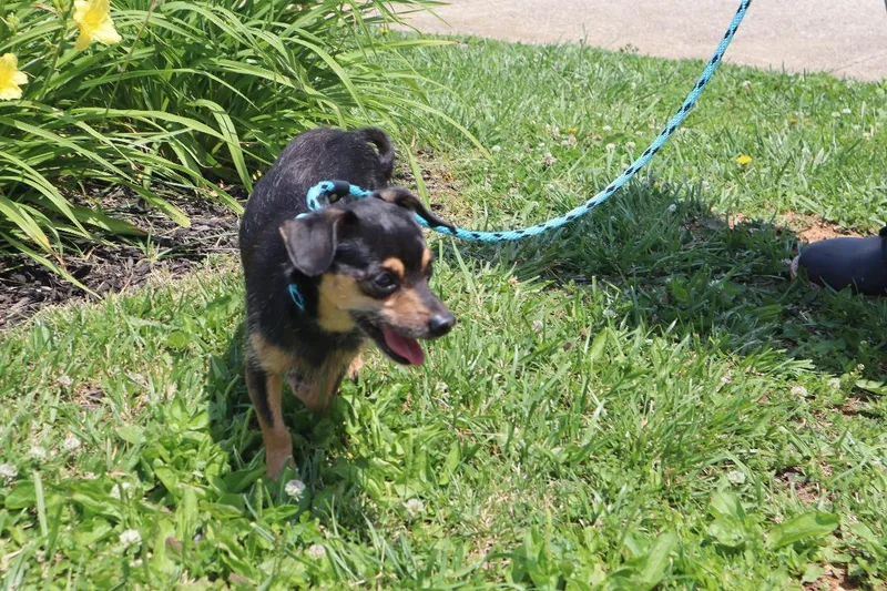 Bruno thumbnail 2