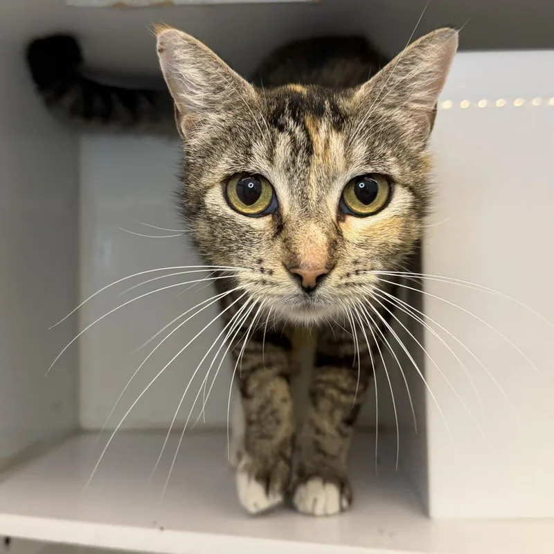 An adult medium-sized female Domestic Short Hair cat named Shilton for adoption in Los Angeles, CA