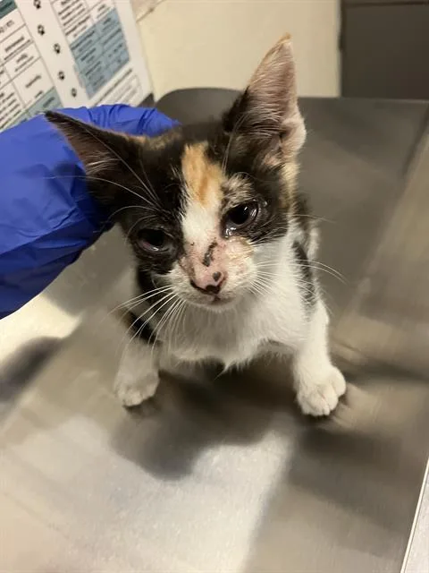 A baby small-sized female Domestic Short Hair cat named Lizzy for adoption in Long Beach, CA