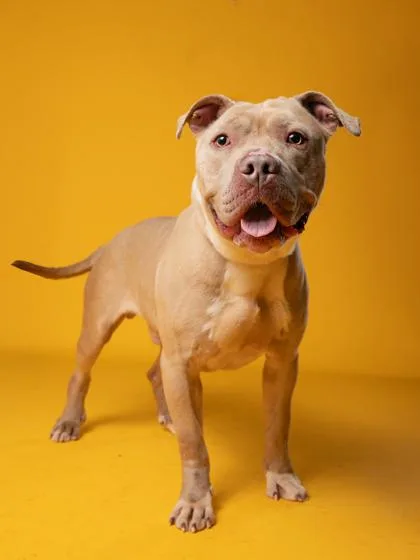 An adult large-sized male Pit Bull Terrier dog named Nash for adoption in Atlanta, GA