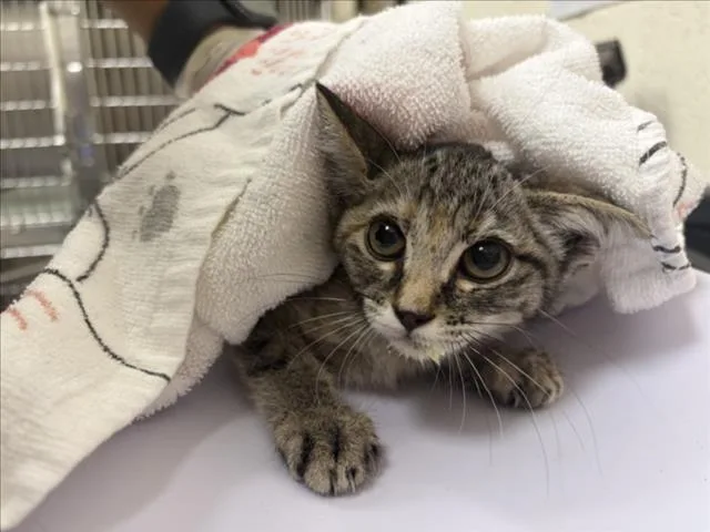A baby small-sized female Domestic Short Hair cat named Crochet for adoption in Santa Fe, NM