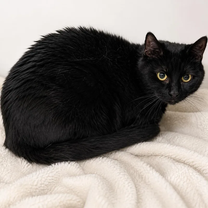 An adult medium-sized female Black Domestic Short Hair cat named Miso for adoption in Stafford, VA