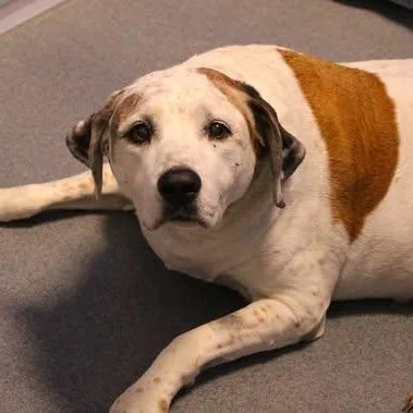 An adult medium-sized female Red / Chestnut / Orange Hound dog named Hannah for adoption in Fredericksburg, VA