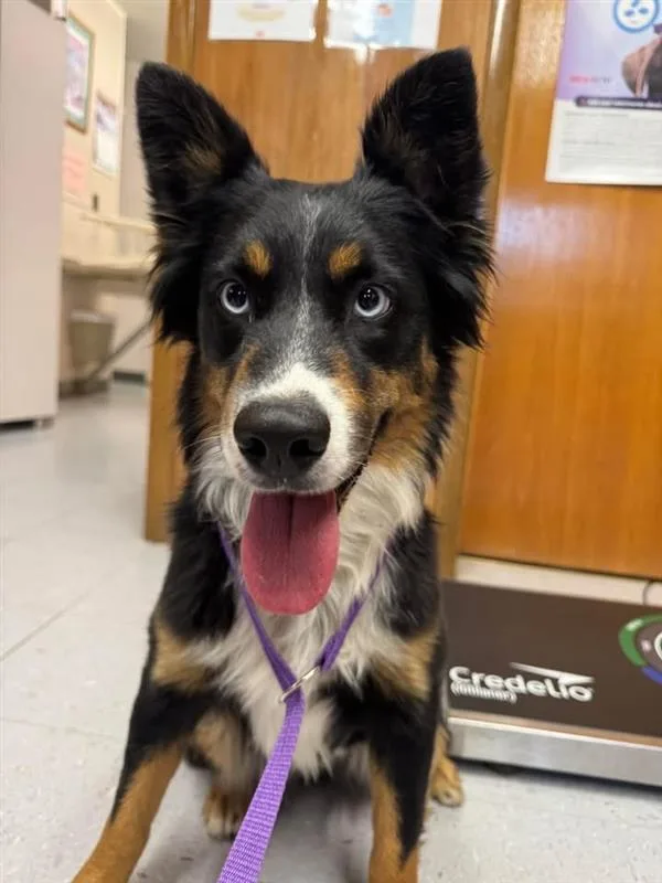 A young medium-sized female Bicolor Border Collie dog named Macy for adoption in Lexington, NE