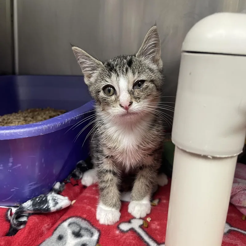 A baby small-sized male Brown / Chocolate Domestic Short Hair cat named Ogre for adoption in Mentor, OH