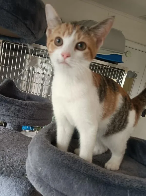 A baby medium-sized female Calico cat named Dixie for adoption in Seymour, IN