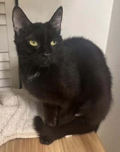 A young small-sized female Domestic Short Hair cat named Oriole for adoption in Wilkesboro, NC
