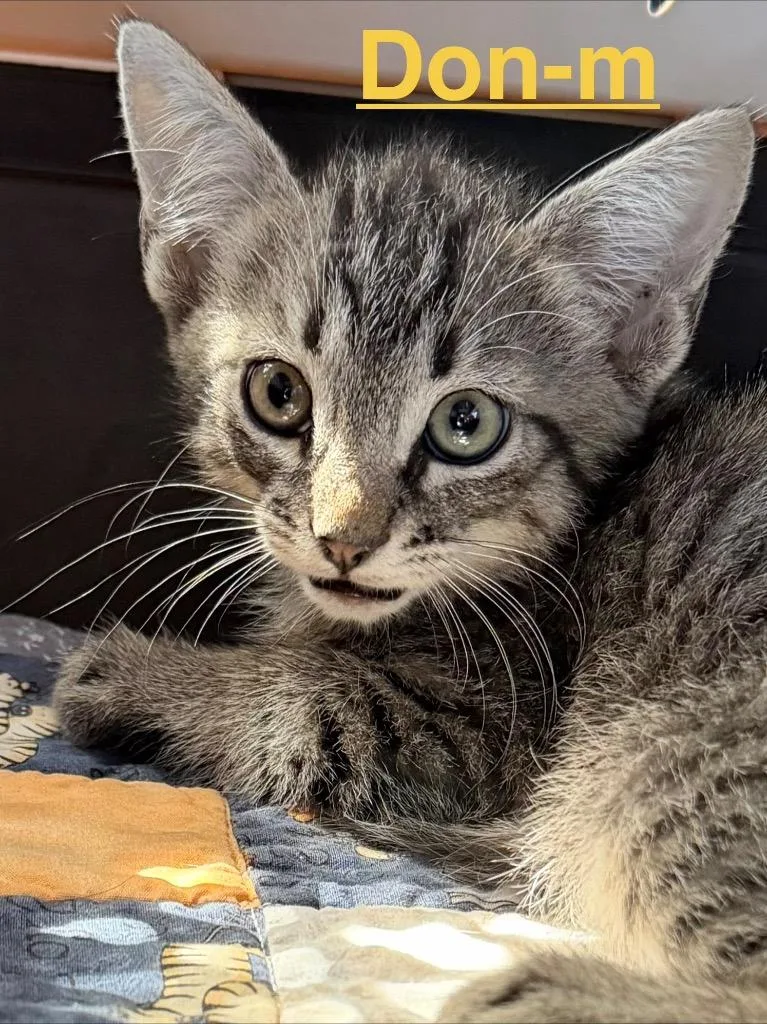 A baby small-sized male Tabby cat named Don for adoption in Brookhaven, MS
