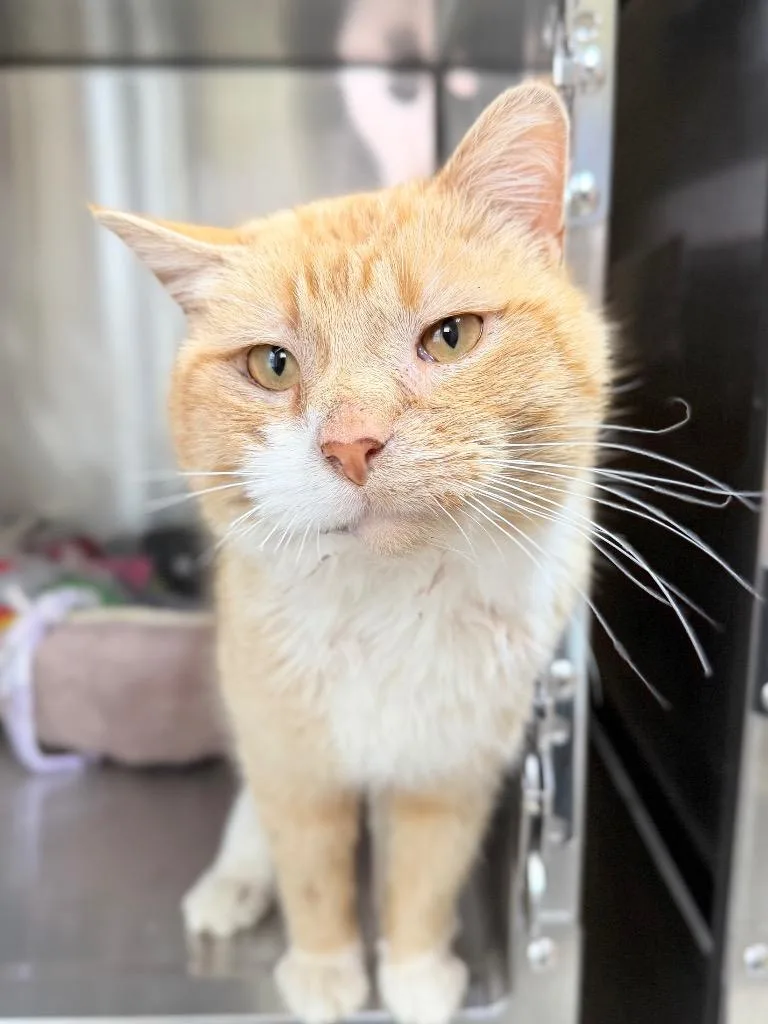 An adult medium-sized male Domestic Short Hair cat named Snuffles for adoption in Menomonie, WI