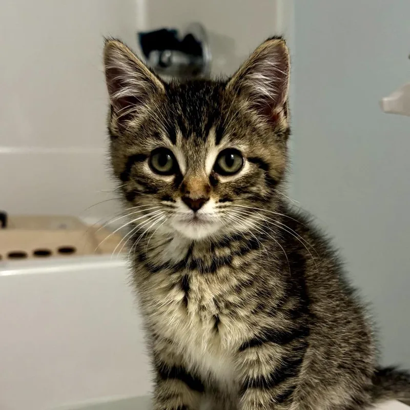 A baby small-sized male Brown / Chocolate Domestic Short Hair cat named Prosciutto for adoption in Carmel, IN