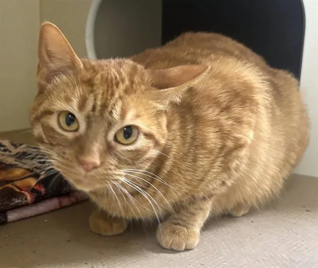 A young medium-sized female Domestic Short Hair cat named Poppy for adoption in Dedham, MA