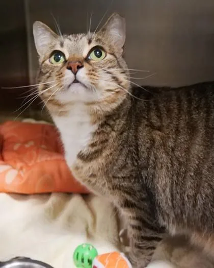 Marcy Boots thumbnail 2