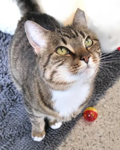 Marcy Boots thumbnail 3