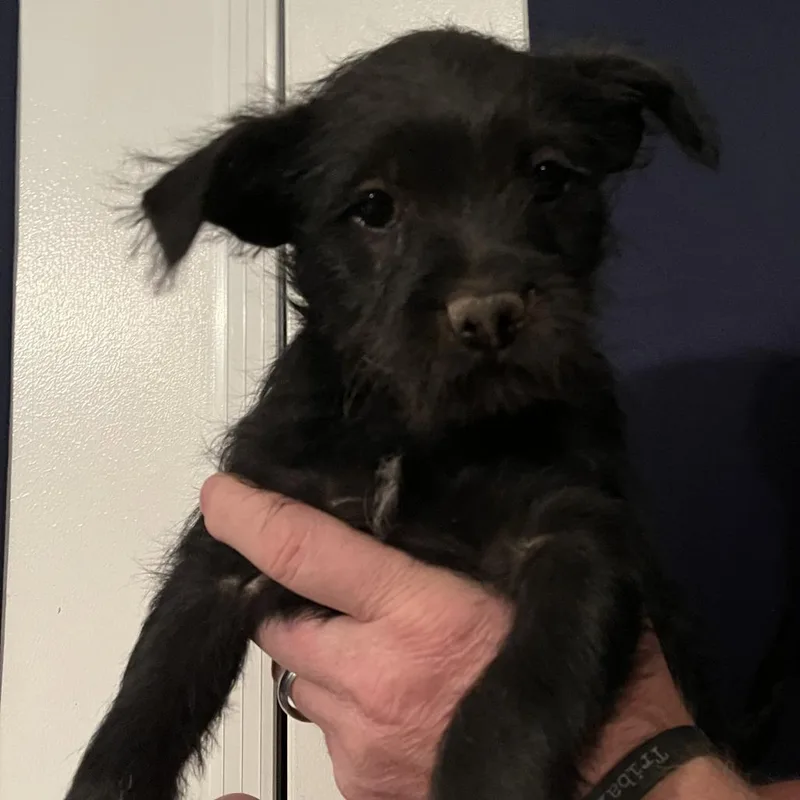 A baby small-sized female Black Border Collie dog named Princess Donut for adoption in Spokane, WA
