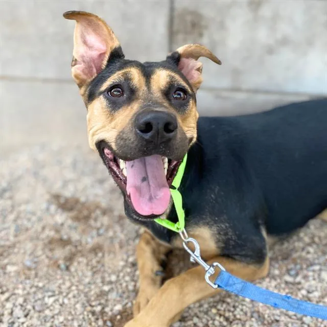 An adult large-sized female German Shepherd Dog dog named Girl for adoption in Tucson, AZ