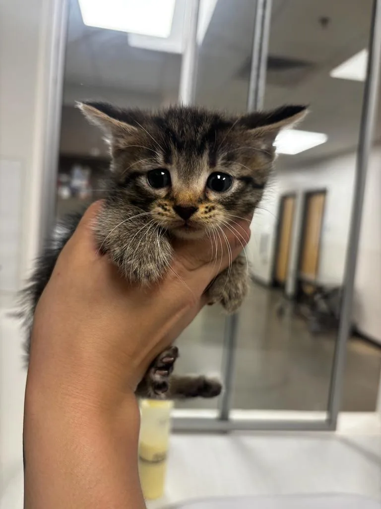 A baby small-sized male Domestic Short Hair cat named Tommy for adoption in Greenfield, IN