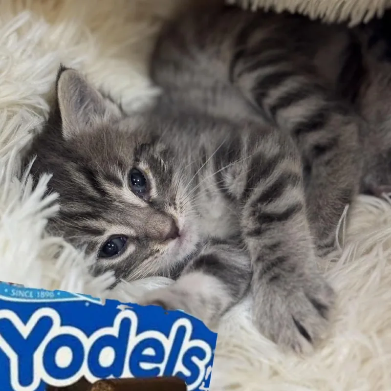 A baby small-sized female Gray / Blue / Silver Domestic Short Hair cat named Yodels for adoption in Westminster, CA