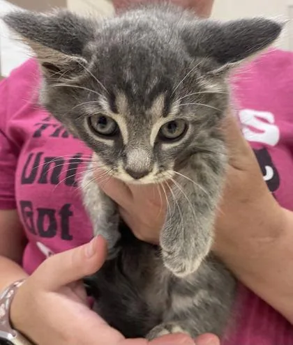 A baby small-sized female Domestic Short Hair cat named Persephone for adoption in Fishers, IN