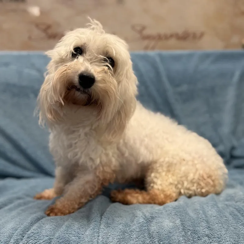 A senior small-sized female White / Cream Coton de Tulear dog named Mundie for adoption in Norfolk, NE