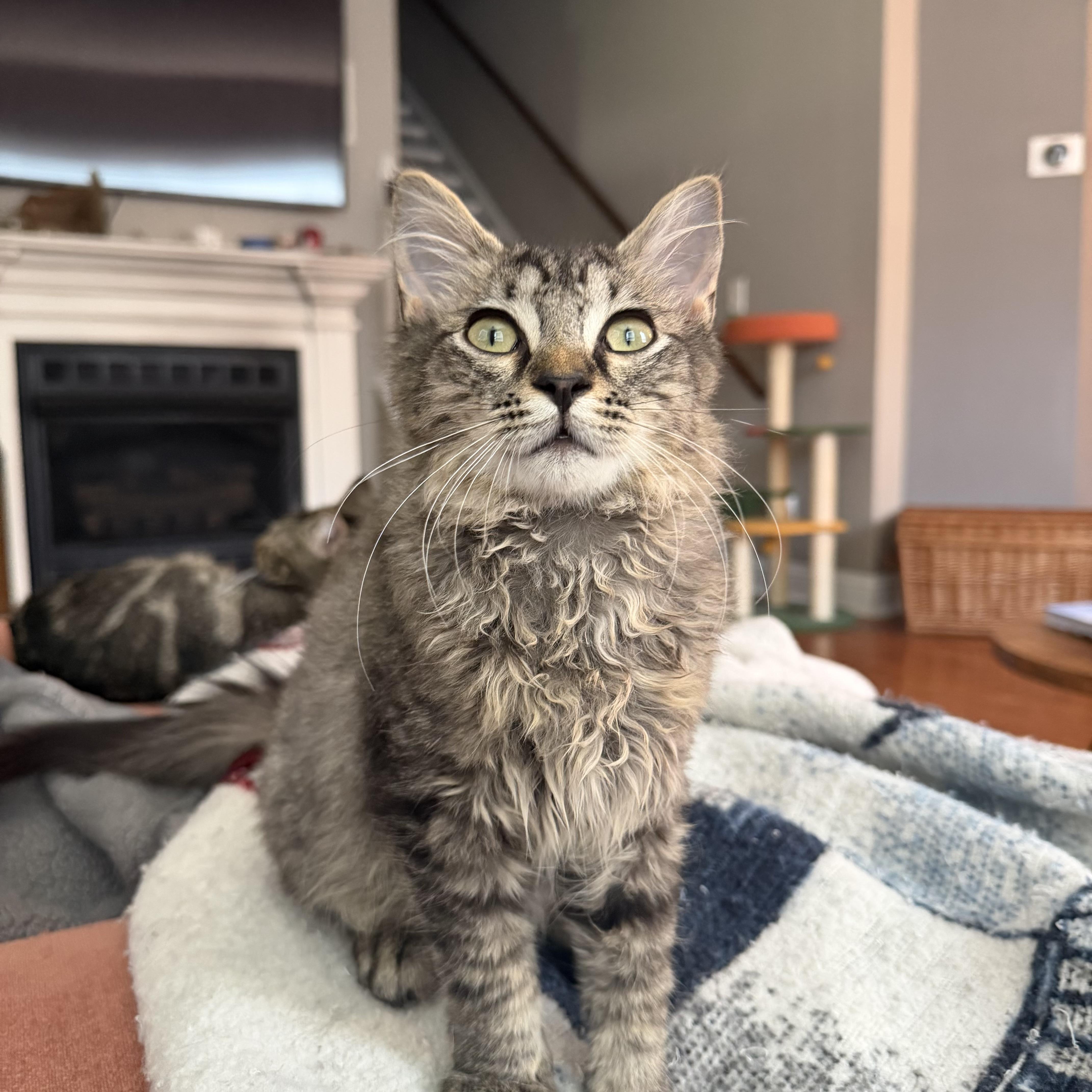 A baby medium-sized male Tabby (Brown / Chocolate) Domestic Long Hair cat named Huckleberry for adoption in Seneca, SC