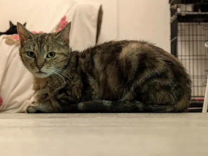 An adult small-sized female Domestic Short Hair cat named Sara Lee for adoption in Rocky Ridge, MD