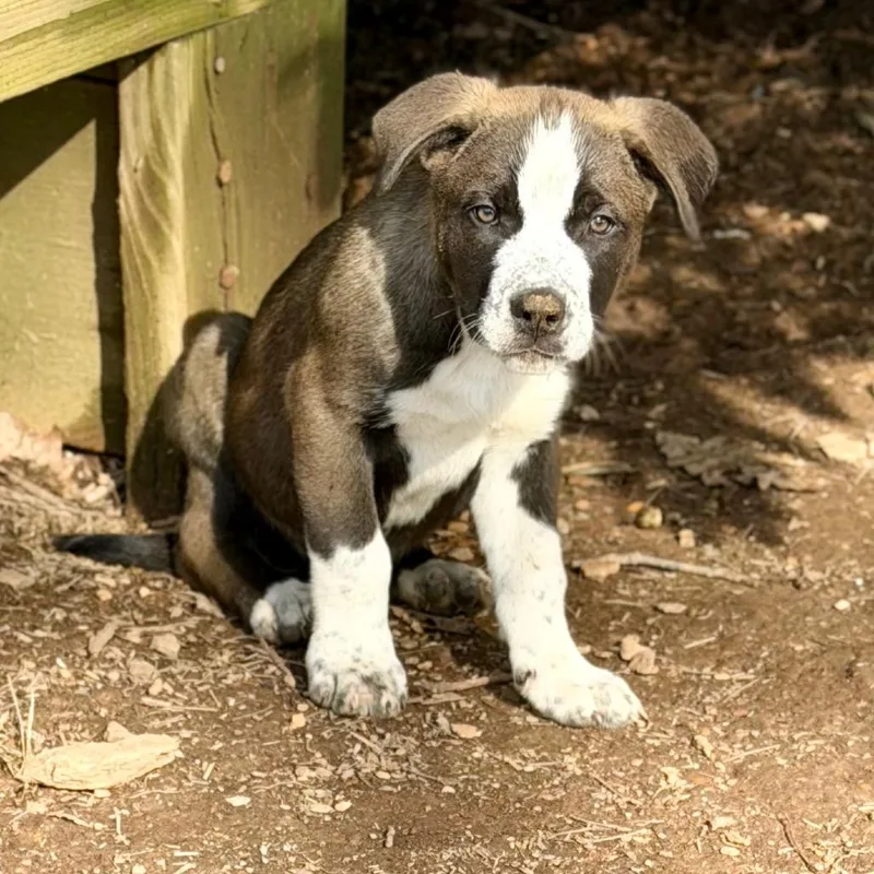 A baby large-sized male Brown / Chocolate Husky dog named Bear for adoption in Silver Spring, MD