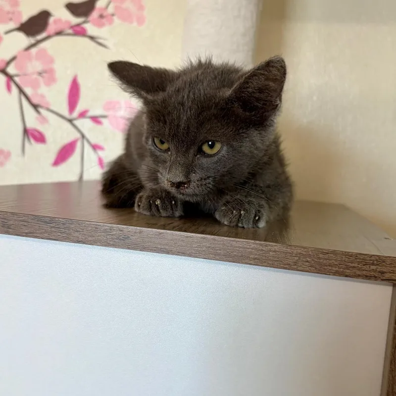 A baby medium-sized male Gray / Blue / Silver Domestic Short Hair cat named Johnny for adoption in Bastrop, TX
