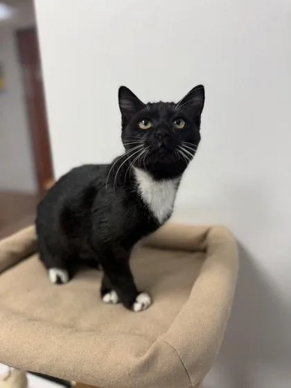 A young small-sized female Domestic Short Hair cat named Daffodil for adoption in North Miami Beach, FL
