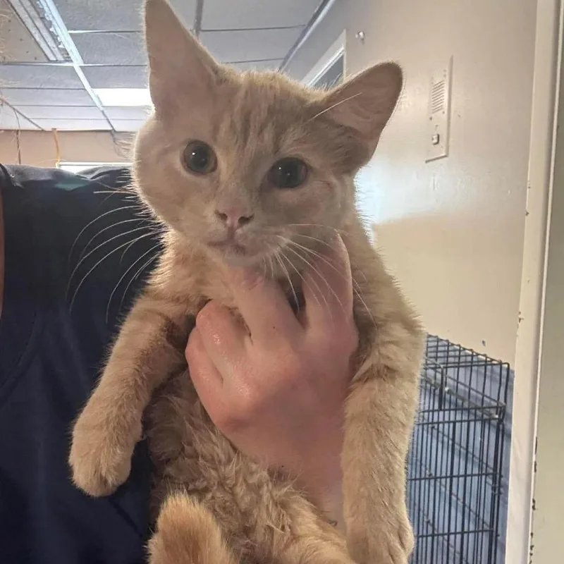 A baby small-sized male Buff / Tan / Fawn Domestic Short Hair cat named Sir Tamarack for adoption in Inwood, WV