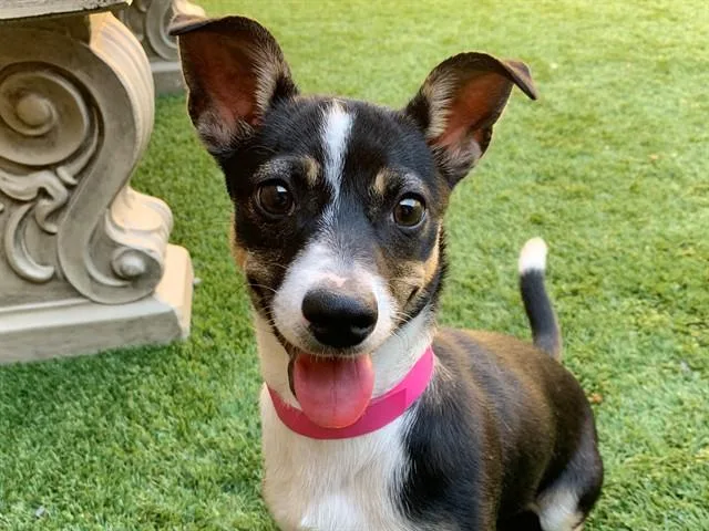 A baby small-sized female Rat Terrier dog named Olive for adoption in Moreno Valley, CA