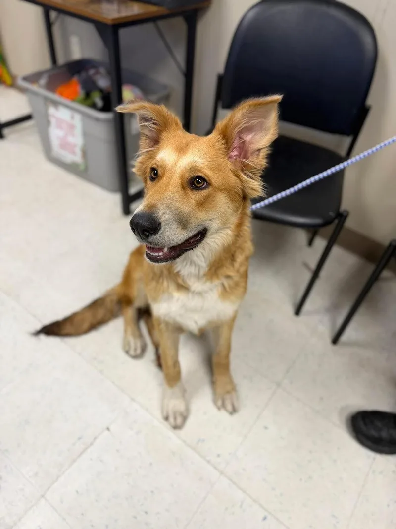 An adult medium-sized male Yellow / Tan / Blond / Fawn Golden Retriever dog named Zeno for adoption in Oakdale, CA