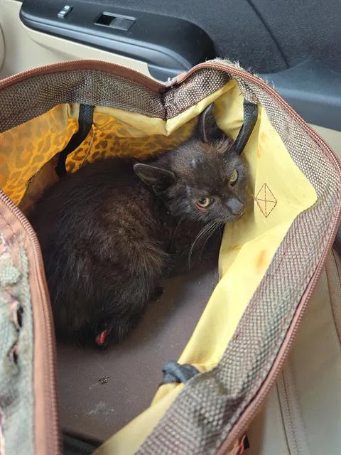 A baby small-sized female Domestic Short Hair cat named Dolly Pawton for adoption in Haw River, NC
