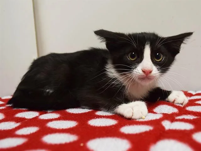A baby small-sized female Domestic Short Hair cat named Cookie for adoption in Sacramento, CA
