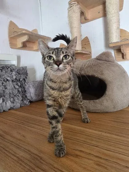 An adult medium-sized female Domestic Short Hair cat named Trout for adoption in Berwick, PA