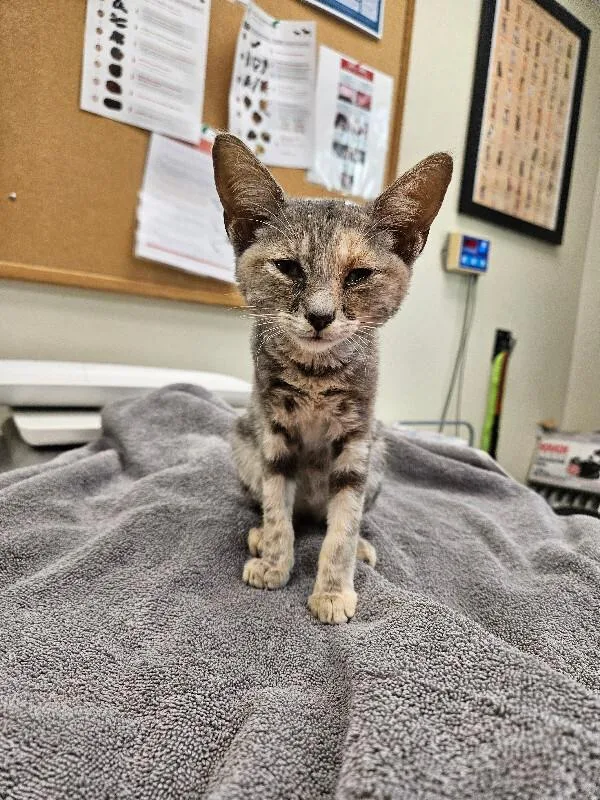 A young medium-sized female Tortoiseshell Domestic Short Hair cat named Maya for adoption in Disputanta, VA