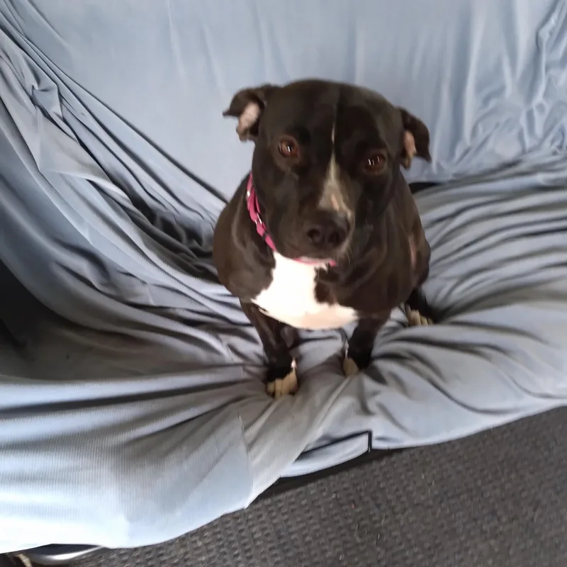 An adult large-sized female Pit Bull Terrier dog named Cassie for adoption in Naperville, IL