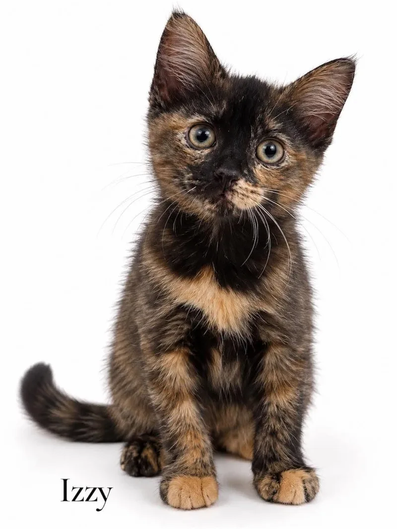 A baby medium-sized female Domestic Short Hair cat named Izzy for adoption in Stevensville, MI